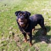 Rocky(Réservé)