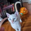 Léo