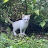 Léo