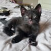 BISOU