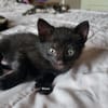 BISOU