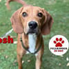 lieber Josh sucht seine Familie