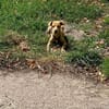 Lustiger LOU sucht sein Zuhause