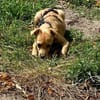 Lustiger LOU sucht sein Zuhause