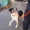 Tiger sucht sein Traumzuhause