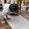 Valerie - zutraulich, agil - in DE