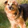 Teddybär Maxi sucht sein Zuhause
