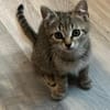 Dina sucht ein liebevolles Zuhause