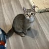Dina sucht ein liebevolles Zuhause