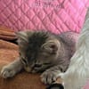 Dina sucht ein liebevolles Zuhause