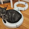 Fiola sucht ruhiges liebevolles Zuhause