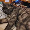 Fiola sucht ruhiges liebevolles Zuhause