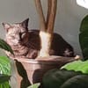 Fiola sucht ruhiges liebevolles Zuhause