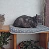 Fiola sucht ruhiges liebevolles Zuhause