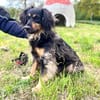 Michel sucht die Nadel im Heuhaufen🍀