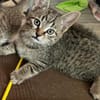 Daisy sucht ein liebevolles Zuhause