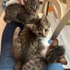 Daisy sucht ein liebevolles Zuhause