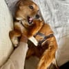 Ella - verschmust und neugierig - in DE