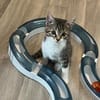 Darcy sucht ein liebevolles Zuhause