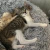 Darcy sucht ein liebevolles Zuhause
