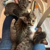 Darcy sucht ein liebevolles Zuhause