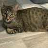Dori sucht ein liebevolles Zuhause
