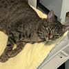 Dori sucht ein liebevolles Zuhause