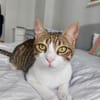 Sparky, verspielter Kuschelbär, ca. 1 Ja