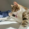 Sparky, verspielter Kuschelbär, ca. 1 Ja