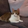 Sparky, verspielter Kuschelbär, ca. 1 Ja
