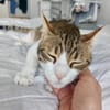 Sparky, verspielter Kuschelbär, ca. 1 Ja