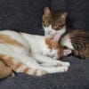 Sparky, verspielter Kuschelbär, ca. 1 Ja