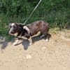 Tolles liebes Mädchen sucht Zuhause