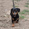 Liebenswerter Ceno sucht Familie