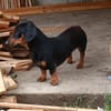 Liebenswerter Ceno sucht Familie