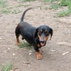 Liebenswerter Ceno sucht Familie