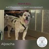 Aljoscha: beeindruckend charismatisch DE