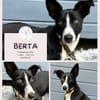 Berta: Engel auf 4 Pfoten - Podenco-Mix