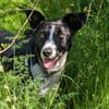 Berta: Engel auf 4 Pfoten - Podenco-Mix