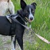 Berta: Engel auf 4 Pfoten - Podenco-Mix