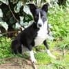 Berta: Engel auf 4 Pfoten - Podenco-Mix