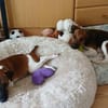 🐾🐶 Ben sucht ein liebevolles Zuhause