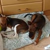 🐾🐶 Ben sucht ein liebevolles Zuhause