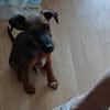 🐾🐶 Ben sucht ein liebevolles Zuhause