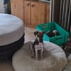 🐾🐶 Ben sucht ein liebevolles Zuhause