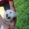 Sandy - hübsche Wuschelhündin