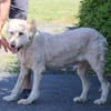 Sandy - hübsche Wuschelhündin