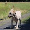 Sandy - hübsche Wuschelhündin