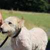 Sandy - hübsche Wuschelhündin