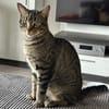 Balou sucht mit Garten oder Freigang